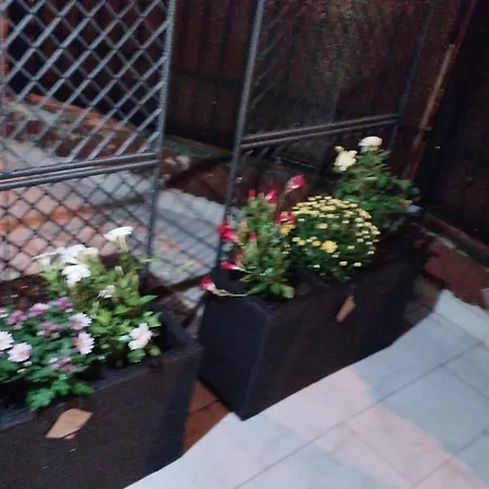 In Elymar كونستانتا